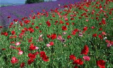 珍视友情的话语：优美动人的表达更多的情感共鸣