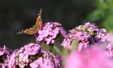 通过以下途径让您的男友感到快乐、充满幸福和喜悦：）