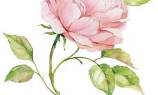 掏心掷意，倾吐衷肠：用伤感的句子说说亲情的复杂心情