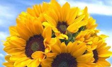 尽赴心愿· 夏日初晴· 八月初一· 话说攻略大汇总