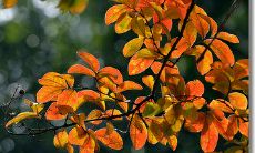 陷入焦虑的状况，无法入眠，深夜心烦意乱的困扰