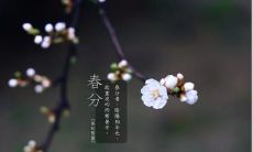 一些美好的春分早上问候语和阳光句子，让您充满能量！