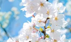 在花正绽放、春色正浓的美好季节，献上最温馨、最真挚的问候——春暖花开的季节问候语