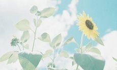 尽心奋斗的美丽华章——充满浪漫唯美的生命语录