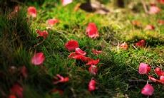 让人心痛的伤感句子，描述着花儿在开放和凋零的无常循环中的哀伤情绪