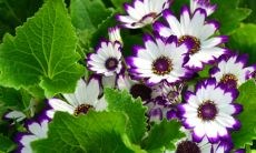 流露出凄美亲情的深刻句子，让人感动落泪