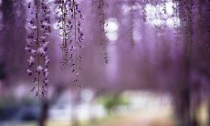 精选《一帘幽梦》中最动人爱情句子，带你穿越时空感受古代浪漫之美