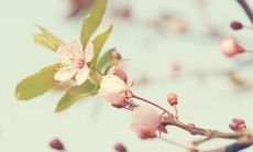 绚丽绕口的语言：自由流动的亲情笔记，涌现出唯美而感人的短句