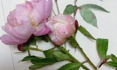 爱与包容交织，家庭温馨流淌——一组优美句子感悟亲情的力量