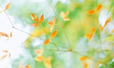 一些能够让失恋的人心情变得开心的句子来给你鼓励和支持