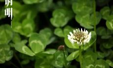 清明节献上对逝去亲人的深刻怀念——珍藏图片和感人语句