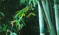 88句优美动人的赞美竹子的句子，表达竹子的博大精深和文化内涵