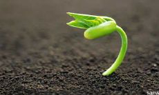 感激自然的奇妙馈赠——50字感恩自然的文章标题