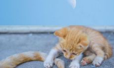 探索令自己感到愉悦的句子，让内心充满喜悦的秘诀