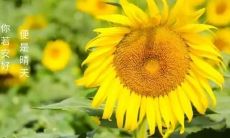 在没有太阳的情况下感到烦躁的表达方式