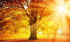 与朋友分享温馨关怀的春节问候短信：传递节日祝福、表达真挚情感的最佳方式！