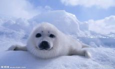 一堆感人至深、赞美歌颂亲情并温暖人心的优美语句