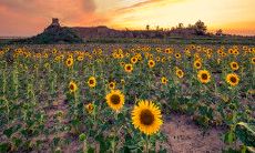 关于春天的主题，描述平凡而幸福的句子