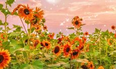 祈求神灵保佑病人康复的几句话，传递真挚的祝福和温暖的关怀