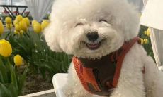 100个描写各种小动物的精彩句子，让你全面了解可爱的小生物们