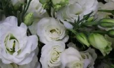 无限温暖童话：讲述亲情甜蜜的美丽句子集锦