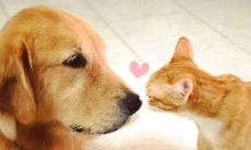 ——畅所欲言的标准化人际交往方式：探讨日常问候语在短信和微信中的使用与影响