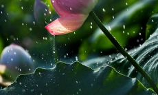 静心感悟爱情，人生中最美好的经历