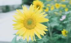 超级高情商女性的正能量口号及名言鼓励我们拥有自信与智慧生活！