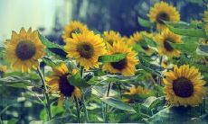 探讨友情中占有欲强的表达或语句的特点和影响