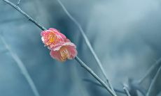 以美妙描述亲情的诗句，赞美家庭中无价的温馨与关爱