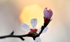 意境深远的唯美句子，表达守望亲情的珍贵感受