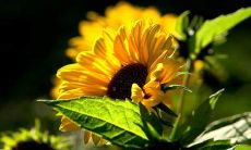 拥抱积极正能量：鼓舞人心的话语，为心灵注入动力