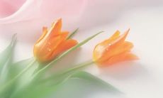 四月的说说文案精选，分享生活点滴，感悟人生意义