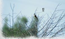 经过秋季的结束，初冬开始降临，天空中透着些微微寒意，树叶已经变黄，空气中弥漫着一股淡淡的霜气，描绘初冬的优美句子在思维中缓缓跃动
