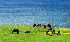 夏季的情调：古诗经典诗句赏析与感悟