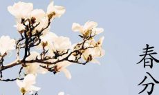 探寻中华传统文化之风俗俚语：春分时节的缘起与相关谚语