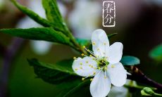 一组令人感动的春分美好句子，让你感受到春天的温暖和美丽