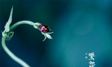 惊蛰日诗句：描绘春天降临、万物复苏之璀璨文学表达