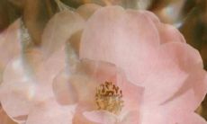 小红书上值得分享的，引人入胜的说说分享集锦