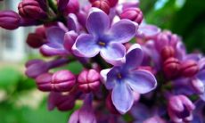 珍视亲情的表达方式：分享几句让人感动的、表达真挚情感的句子和心情短语