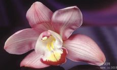 富有启发性的古代励志名言，激励人们勇往直前并在生命之路上取得成功