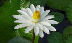 和爱情，传递了真挚、深情和美好的情感，让人感受缘分的奇妙与珍贵：关于缘分的唯美句子，描绘友情和爱情的深情真挚