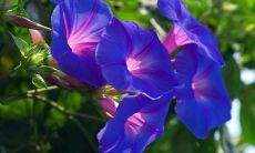 引领人们欣赏牵牛花美丽之美的精美句子汇总