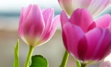 友情的持久坚守：一系列抒情句子表达心底情感