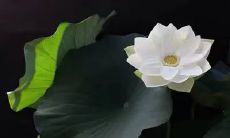 深意隽荡的佛法佛语：警醒心灵，悟透禅机