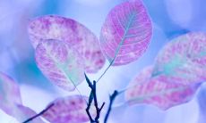 描述仙女降临人间的文案，逐步展开仙女的神秘和优美，引人入胜