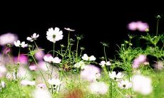 面对父母日渐无助的岁月，一份满怀感恩与深深留恋的亲情才华尽显