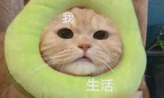 打造出彰显个性的自拍句子，让你的朋友圈更具可爱幽默风格！