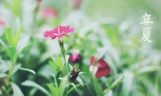 用优美的诗句描述立夏的神韵：倾心赏析五月初十的柔美幻境