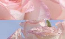 精选除夕夜的祝福文案，帮助您在这特殊的时刻表达真挚的祝福与情感！